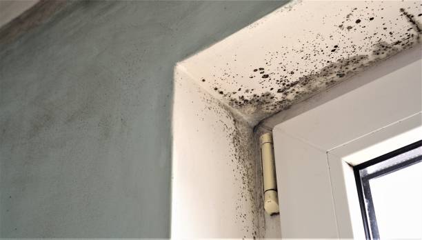 Best Environmental Consulting for Mold Prevention  in East Brooklyn, CT