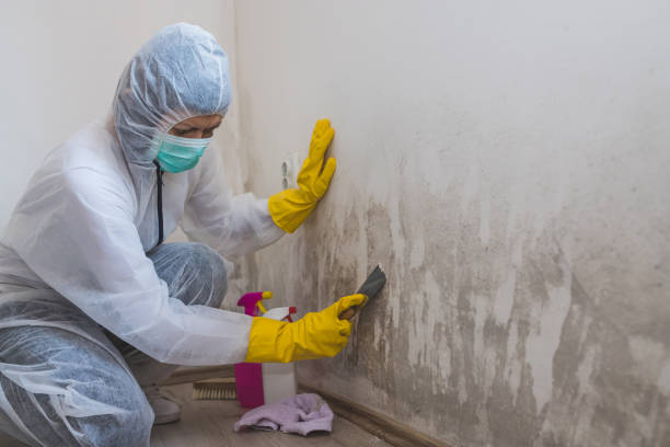 East Brooklyn, CT Mold Removal Company