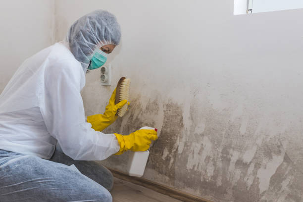 Mold Odor Removal Services in East Brooklyn, CT