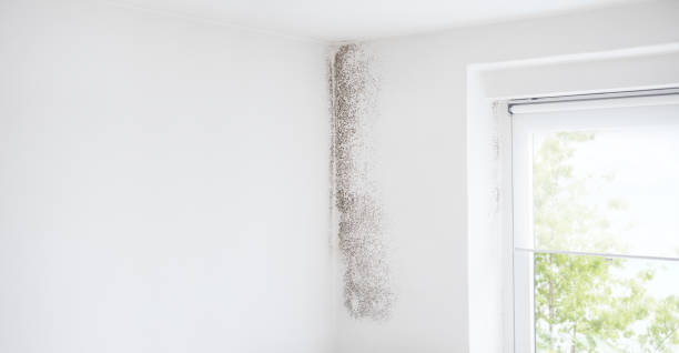 Dehumidification Services in East Brooklyn, CT