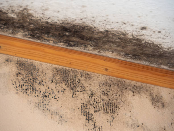 Best Industrial Mold Remediation  in East Brooklyn, CT