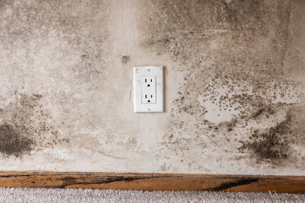 Best Emergency Mold Remediation  in East Brooklyn, CT