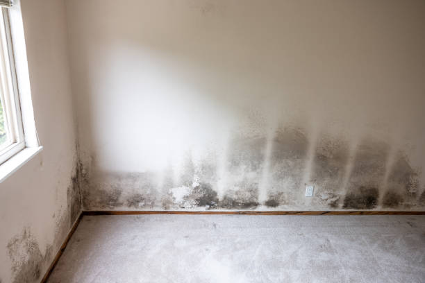 Best Crawl Space Mold Remediation  in East Brooklyn, CT