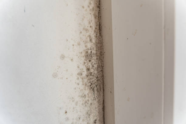Best Mold Odor Removal Services  in East Brooklyn, CT