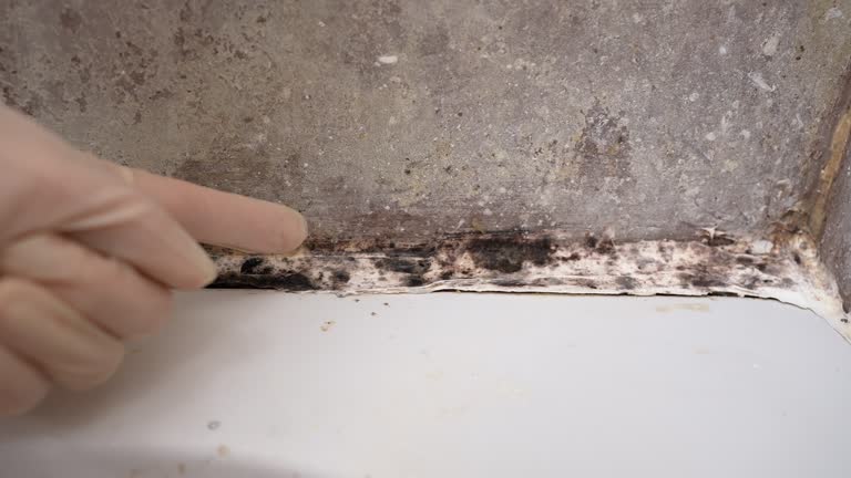 Best Basement Mold Removal  in East Brooklyn, CT